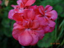 DSC05853