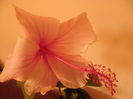 Albolacinatus