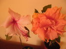 Albolacinatus   Clasic Apricot
