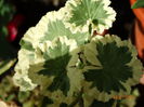 DSC05842