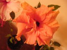 Clasic Apricot