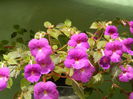 DSCN7749