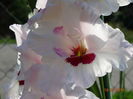 DSC05878