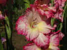 DSC05884