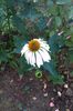 Echinacea alba