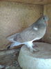 Takla