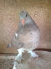 Takla
