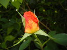 Rose Monica (2014, July 19)