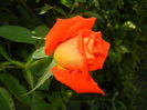 Rose Monica (2014, July 19)