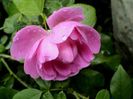 DSC00975