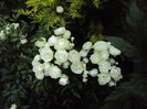 DSC00743