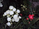 DSC00921