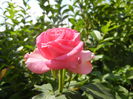 Rose Pink Peace (2014, July 19)