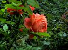 DSC00909