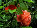 DSC00910