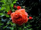 DSC00911