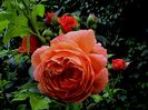 DSC00915