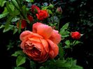 DSC00912