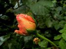 DSC00963