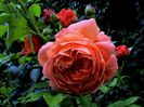 DSC00997