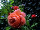 DSC00998