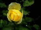 DSC00943
