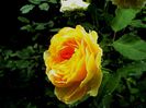 DSC00945