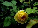 DSC00995