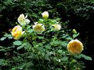 DSC00991