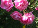 DSCF1451