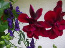 DSCF1457