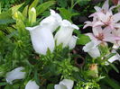 DSCF1470