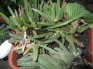 DSCF2005