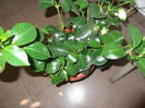 DSCF2008