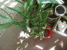 DSCF2011