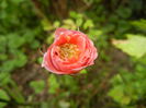 Miniature Rose (2014, July 03)