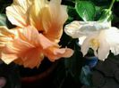clasic apricot şi clasic white
