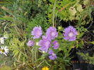 stockesia laevis