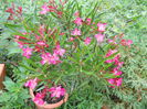 DSCN4373_055