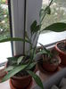 ruscus