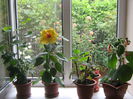 Picture My plants 435