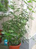 Picture My plants 460