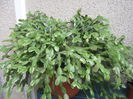 Picture My plants 463