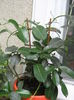 Picture My plants 464
