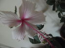 Albolacinatus