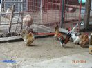 DSC00348