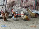 DSC00351