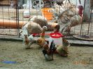 DSC00393