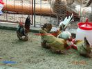 DSC00403