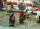 DSC00406